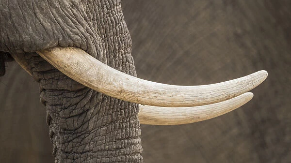 Africa, Zimbabwe, Mana Pools National Park. Close-up of elephant tusks. Credit as