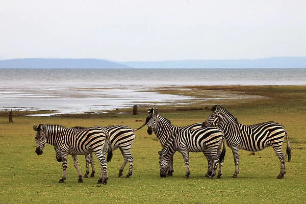 Africa, Zimbabwe, Matusadona. Zebra on the shore of Lake Kariba