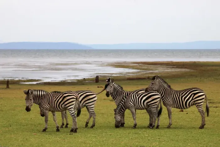 Framed Print : Africa, Zimbabwe, Matusadona. Zebra on the shore of Lake Kariba Framed Print : Africa, Zimbabwe, Matusadona. Zebra on the shore of Lake Kariba