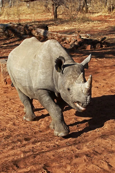 Africa, Zimbabwe, Victoria Falls. Black Rhinoceros