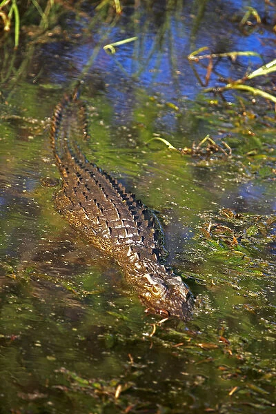 Africa, Zimbabwe, Victoria Falls. Crocodile of the Zambezi River