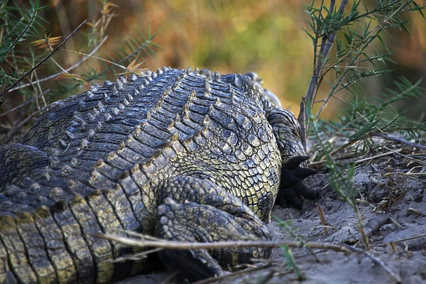 Africa, Zimbabwe, Victoria Falls. Crocodile of the Zambezi River