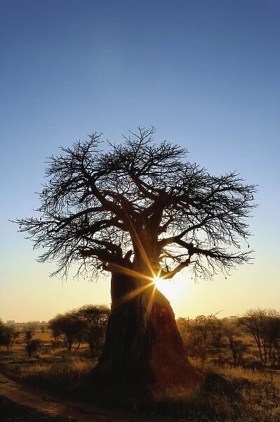 African baobab tree, Adansonia digitata, silhouetted at sunset, Tarangire National Park