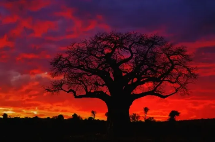 Framed Print : African baobab tree, Adansonia digitata, silhouetted at sunset, Tarangire National Park Framed Print : African baobab tree, Adansonia digitata, silhouetted at sunset, Tarangire National Park