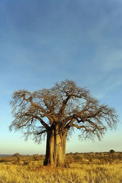 African baobab tree, Adansonia digitata, Tarangire National Park, Tanzania