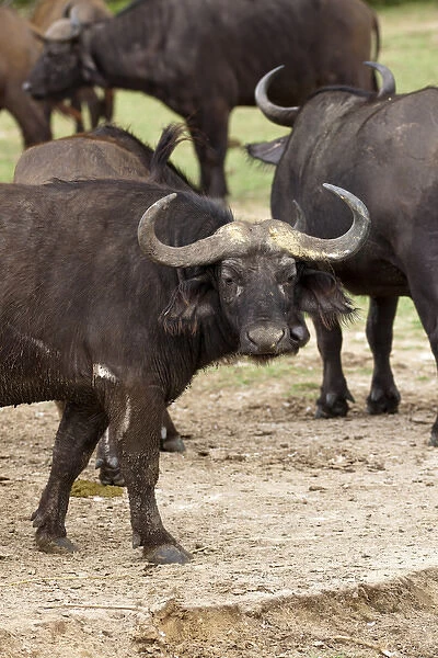 African Buffalo or Cape Buffalo (Syncerus Caffer) at the Kazinga channel in Queen