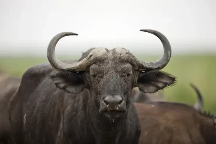 Framed Print : African Buffalo or Cape Buffalo (Syncerus Caffer) in Queen Elizabeth National Park Framed Print : African Buffalo or Cape Buffalo (Syncerus Caffer) in Queen Elizabeth National Park