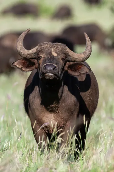 Framed Print : An African buffalo, Syncerus caffer, looking at the camera. Voi, Tsavo National Park, Kenya Framed Print : An African buffalo, Syncerus caffer, looking at the camera. Voi, Tsavo National Park, Kenya
