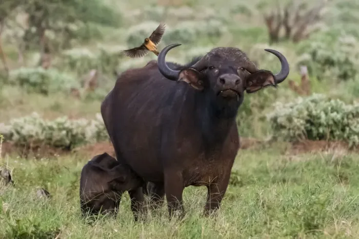 Framed Print : African buffalo (Syncerus caffer) and its calf, Tsavo, Kenya Framed Print : African buffalo (Syncerus caffer) and its calf, Tsavo, Kenya