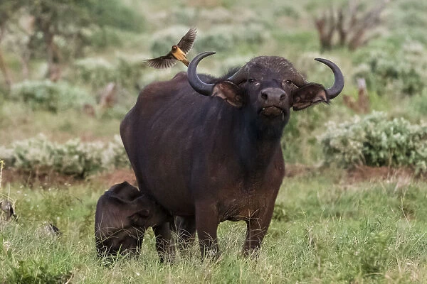 African buffalo (Syncerus caffer) and its calf, Tsavo, Kenya