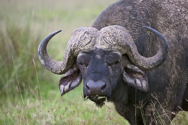 African Buffalo (Syncerus caffer) covered with mud, Nakuru, Kenya