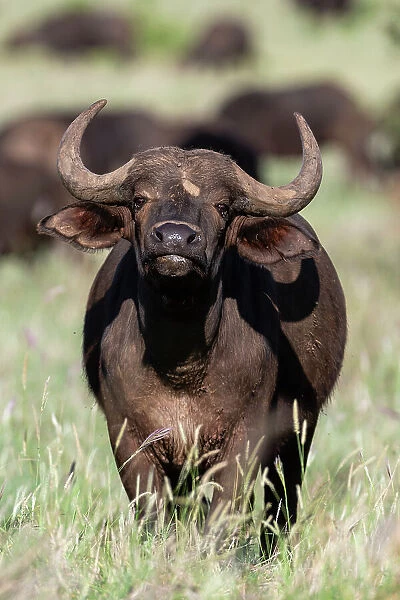 An African buffalo, Syncerus caffer, looking at the camera. Voi, Tsavo National Park, Kenya