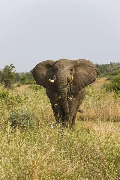 African Bush Elephant (Loxodonta africana) in Murchison Falls National Park, Uganda