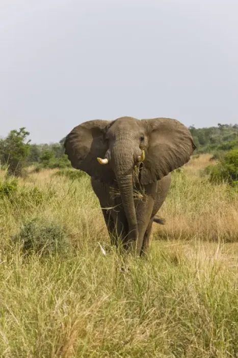 Framed Print : African Bush Elephant (Loxodonta africana) in Murchison Falls National Park, Uganda