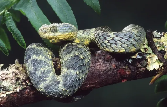 Framed Print : African Bush Viper, Atheris squamiger, Native to Uganda & Western Kenya Framed Print : African Bush Viper, Atheris squamiger, Native to Uganda & Western Kenya
