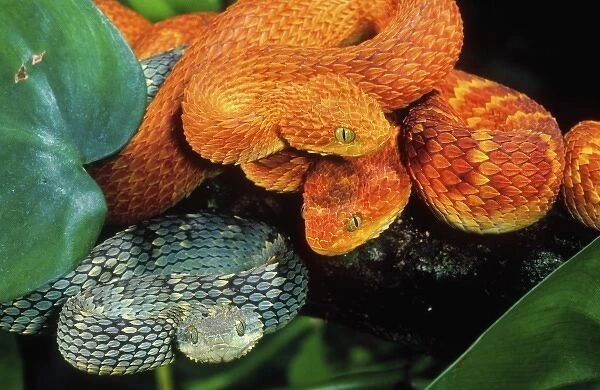 African Bush Viper Trio, Atheris squamiger available as Framed