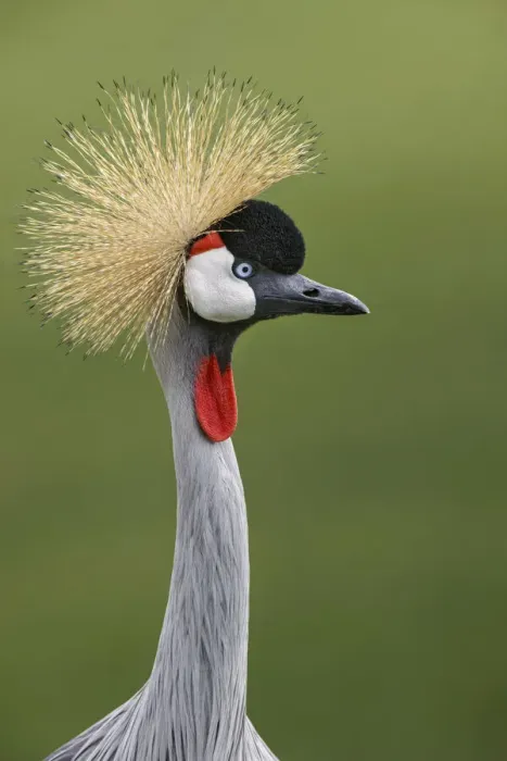 Framed Print : African crowned crane