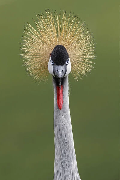 African crowned crane