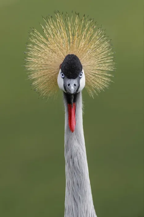 Framed Print : African crowned crane Framed Print : African crowned crane