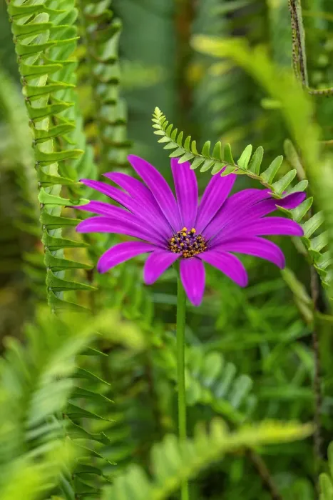 Framed Print : African daisy Framed Print : African daisy