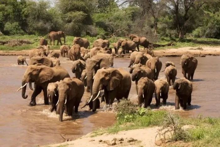 Framed Print : African Elephant