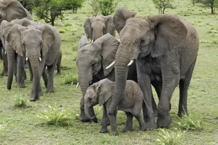 Framed Print : African Elephant Framed Print : African Elephant