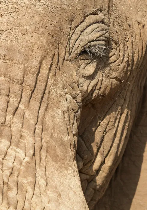Framed Print : African elephant bull close-up. Samburu Game Reserve, Kenya, East Africa Framed Print : African elephant bull close-up. Samburu Game Reserve, Kenya, East Africa