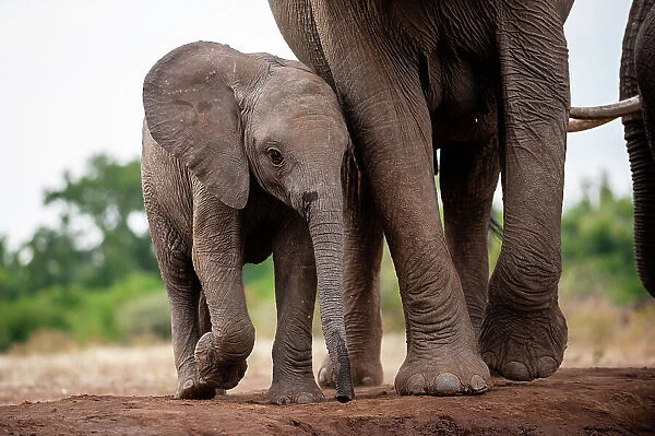 An African elephant calf, Loxodonta Africana, protected by its mother. Mashatu Game Reserve, Botswana