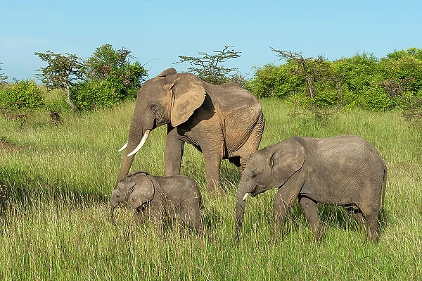 An African elephant calf, Loxodonta Africana, stays close to its mother. Masai Mara National Reserve, Kenya