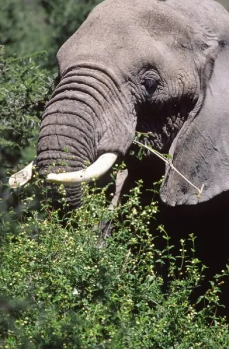 Framed Print : African Elephant Close-Up Feeding, Loxodonta africana, Tanzania Africa