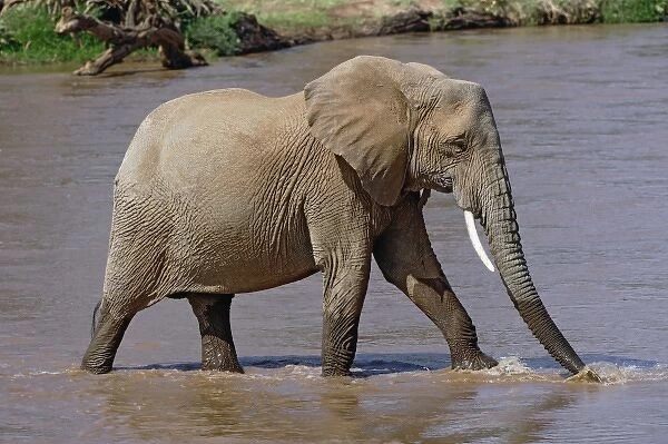 African Elephant crossing river, Loxodonta africana, Samburu Game Reserve, Kenya