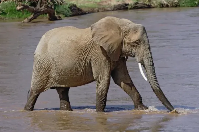 Framed Print : African Elephant crossing river, Loxodonta africana, Samburu Game Reserve, Kenya Framed Print : African Elephant crossing river, Loxodonta africana, Samburu Game Reserve, Kenya