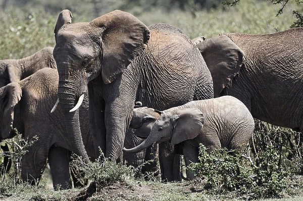 African Elephant herd with babies, Masai Mara, Kenya, Africa