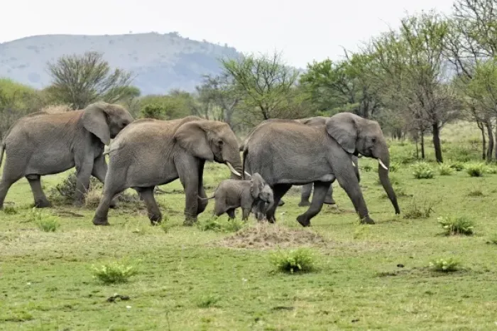 Framed Print : African Elephant herd, Loxodonta africana, Serengeti National Park, Tanzania Framed Print : African Elephant herd, Loxodonta africana, Serengeti National Park, Tanzania