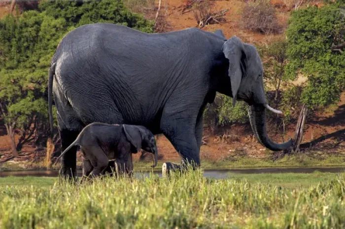 Framed Print : African Elephant (Loxodonta africana), mother and baby in Chobe National park, Botswana Framed Print : African Elephant (Loxodonta africana), mother and baby in Chobe National park, Botswana