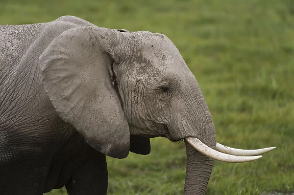 African elephant (Loxodonta Africana), Amboseli National Park, Kenya