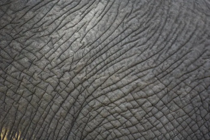 Framed Print : African Elephant (Loxodonta Africana), Sabi Sand Reserve, Mpumalanga, South Africa