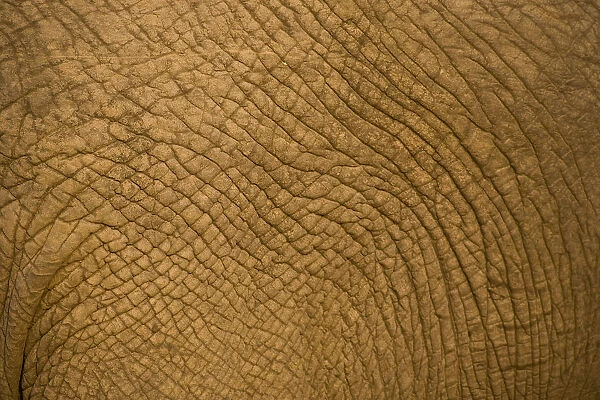 African Elephant (Loxodonta Africana), Sabi Sand Reserve, Mpumalanga, South Africa
