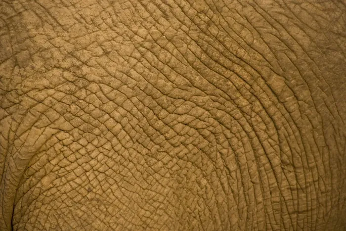 Framed Print : African Elephant (Loxodonta Africana), Sabi Sand Reserve, Mpumalanga, South Africa Framed Print : African Elephant (Loxodonta Africana), Sabi Sand Reserve, Mpumalanga, South Africa