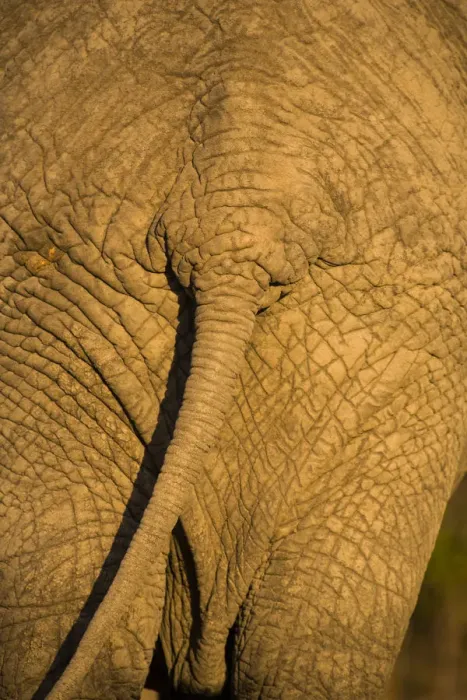 Framed Print : African Elephant (Loxodonta Africana), Sabi Sand Reserve, Mpumalanga, South Africa