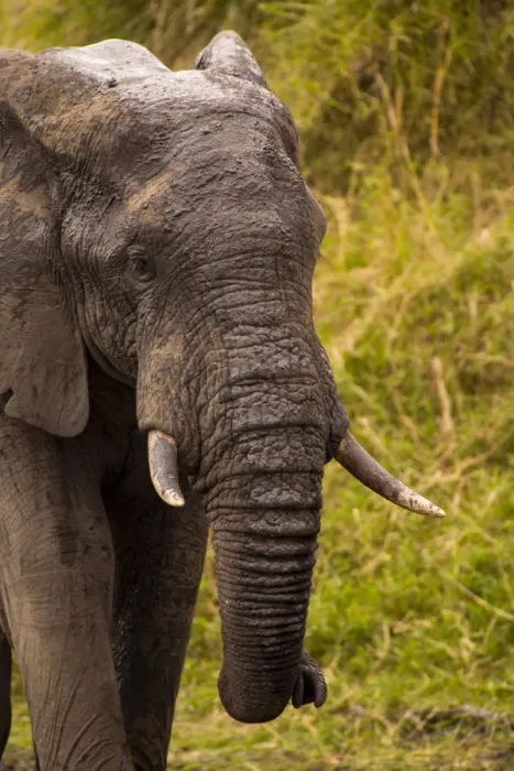 Framed Print : African Elephant (Loxodonta Africana), Sabi Sand Reserve, Mpumalanga, South Africa