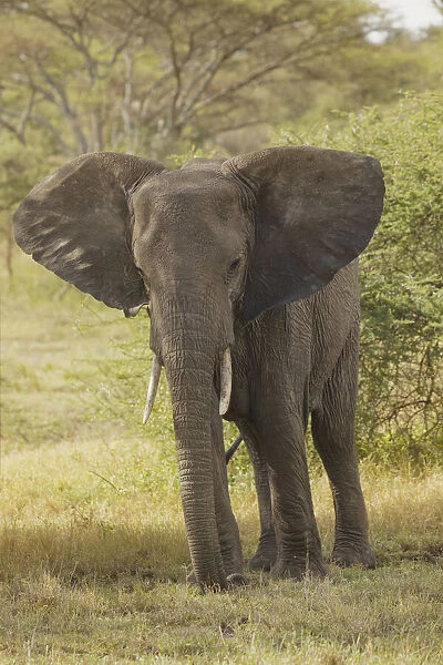 African elephant, Loxodonta africana, Serengeti National Park, Tanzania, Africa