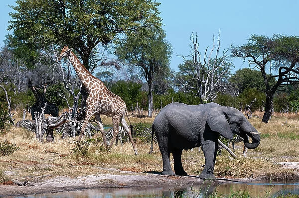 An African elephant, Loxodonta Africana, plains zebras, Equus quagga, and a southern giraffe, Giraffa camelopardalis, gathered at a waterhole. Khwai Concession Area, Okavango Delta, Botswana