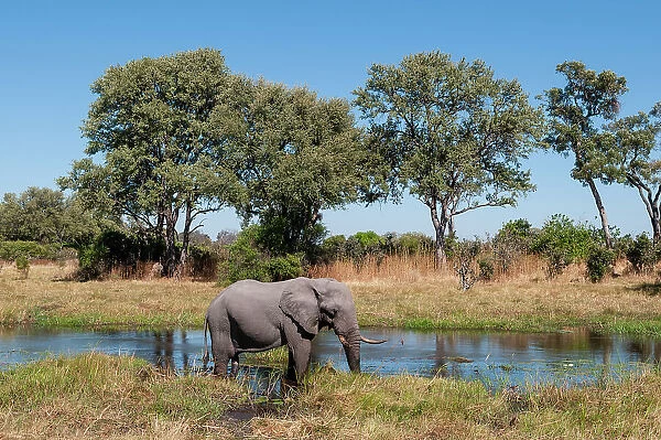 An African elephant, Loxodonta Africana, on a Khwai River bank. Khwai River, Khwai Concession Area, Okavango Delta, Botswana