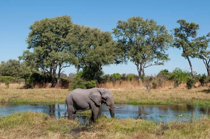 Framed Print : An African elephant, Loxodonta Africana, on a Khwai River bank. Khwai River, Khwai Concession Area, Okavango Delta, Botswana Framed Print : An African elephant, Loxodonta Africana, on a Khwai River bank. Khwai River, Khwai Concession Area, Okavango Delta, Botswana
