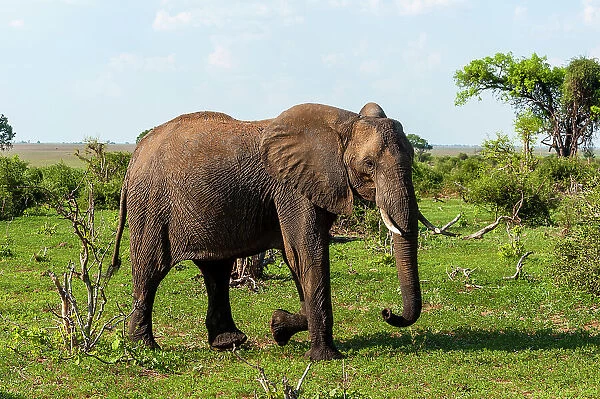 An African elephant, Loxodonta Africana, glancing at the photographer as it walks by. Chobe National Park, Botswana