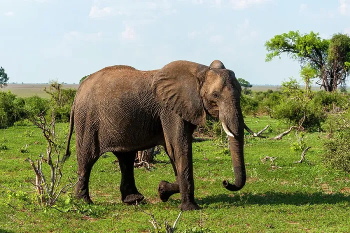 Framed Print : An African elephant, Loxodonta Africana, glancing at the photographer as it walks by. Chobe National Park, Botswana Framed Print : An African elephant, Loxodonta Africana, glancing at the photographer as it walks by. Chobe National Park, Botswana
