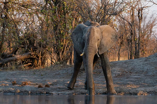 An African elephant, Loxodonta Africana, drinking at a waterhole. Okavango Delta, Botswana