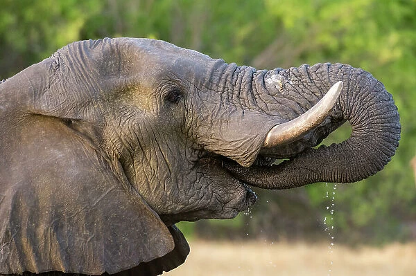 An African elephant, Loxodonta Africana, drinking in Okavango Delta's Khwai Concession. Botswana