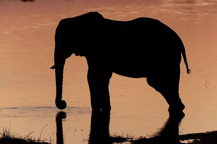 Framed Print : An African elephant, Loxodonta Africana, drinking in the Khwai River at sunset, Okavango Delta, Botswana Framed Print : An African elephant, Loxodonta Africana, drinking in the Khwai River at sunset, Okavango Delta, Botswana